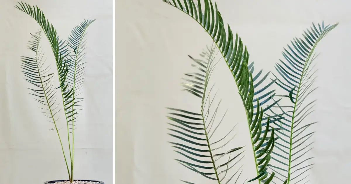 Encephalartos friderici-guilielmi 010
