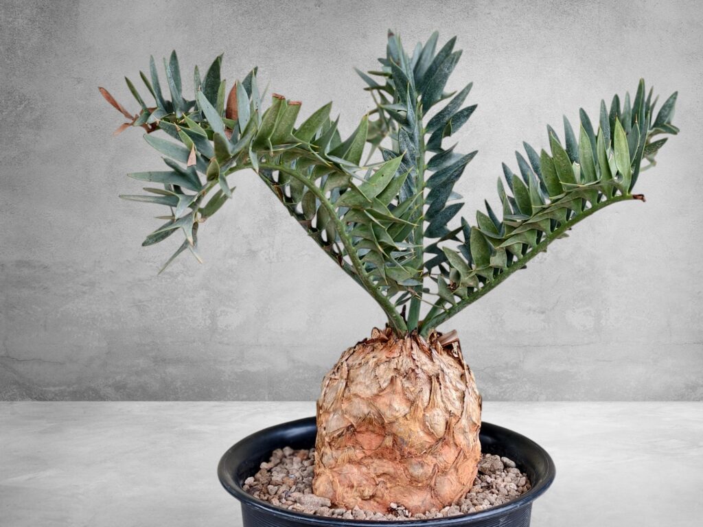 Encephalartos Horridus 001