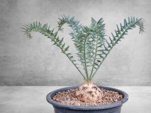 Encephalartos Horridus 003