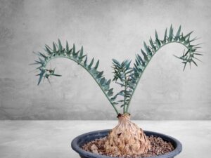 Encephalartos Horridus 004