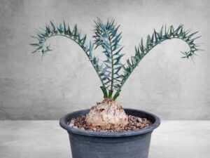 Encephalartos Horridus 005