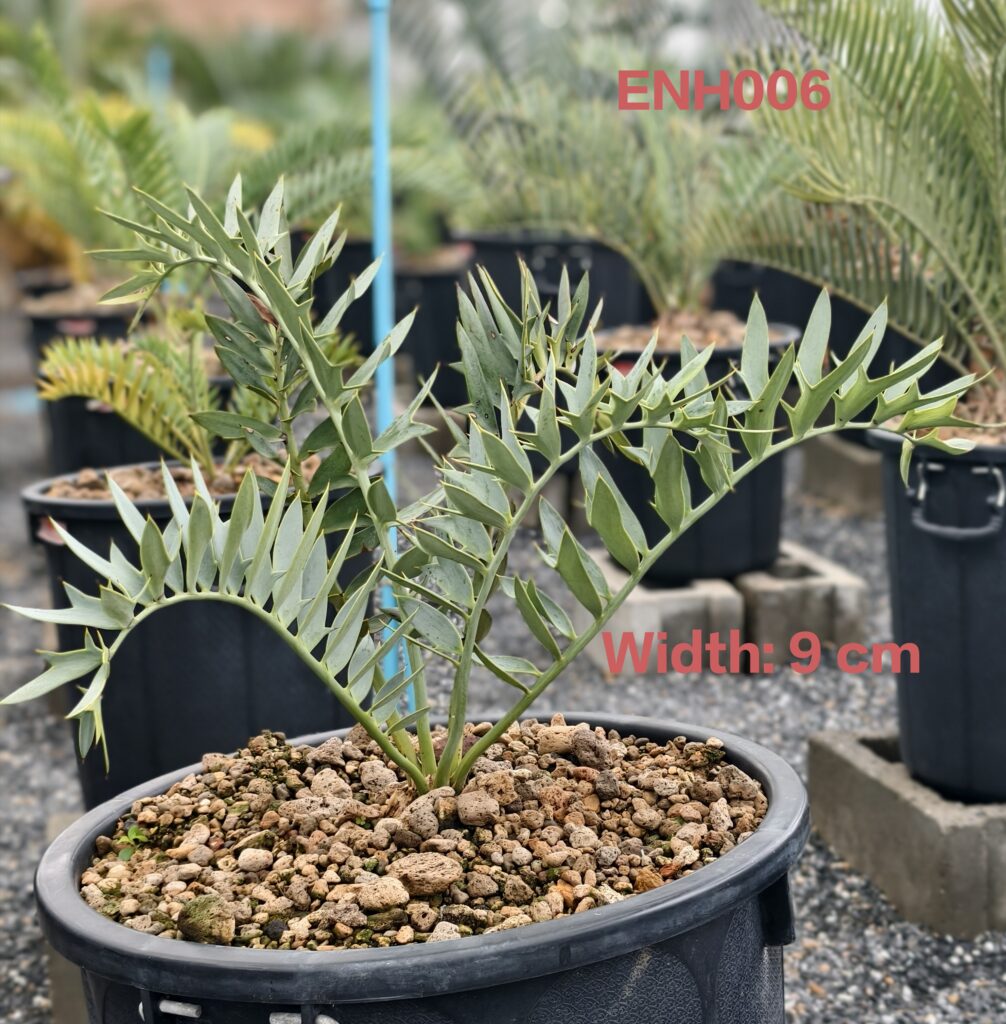 Encephalartos Horridus