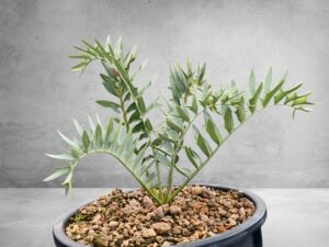 Encephalartos Horridus 006