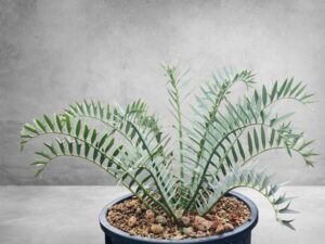 Encephalartos Horridus 007
