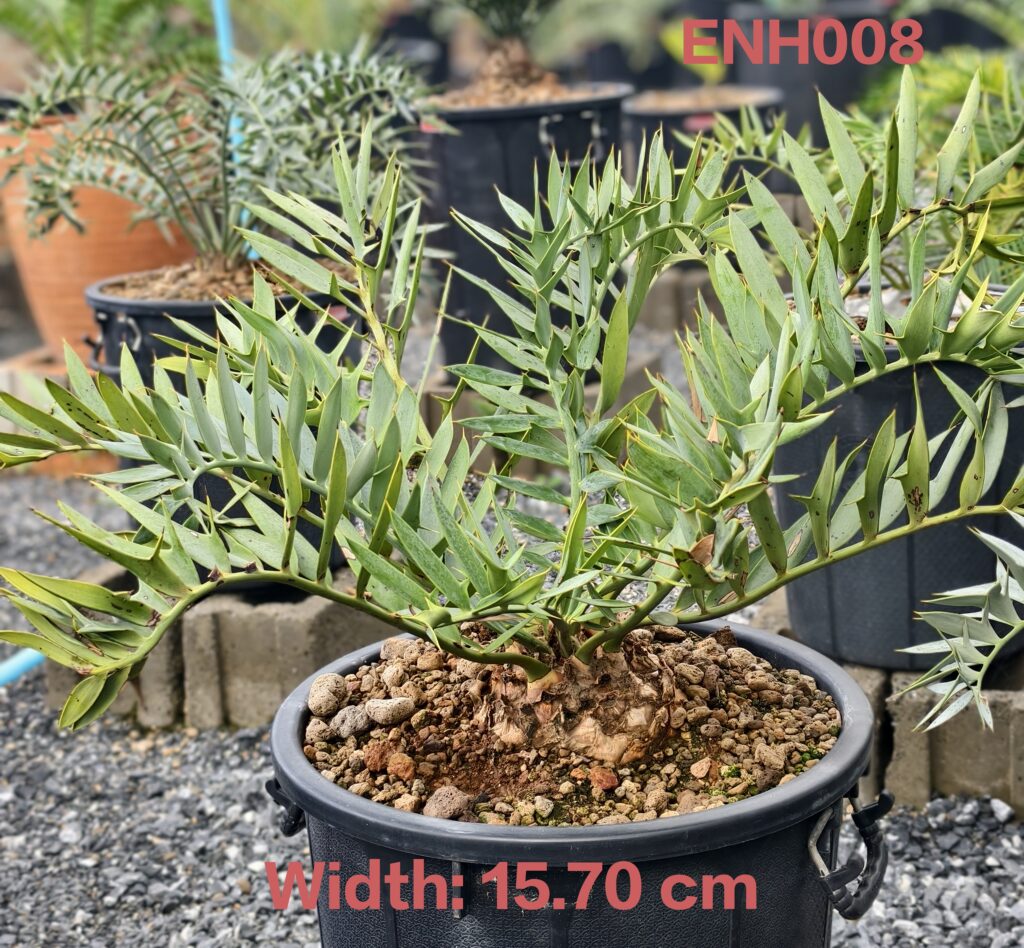 Encephalartos Horridus ENH008