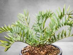 Encephalartos Horridus 008
