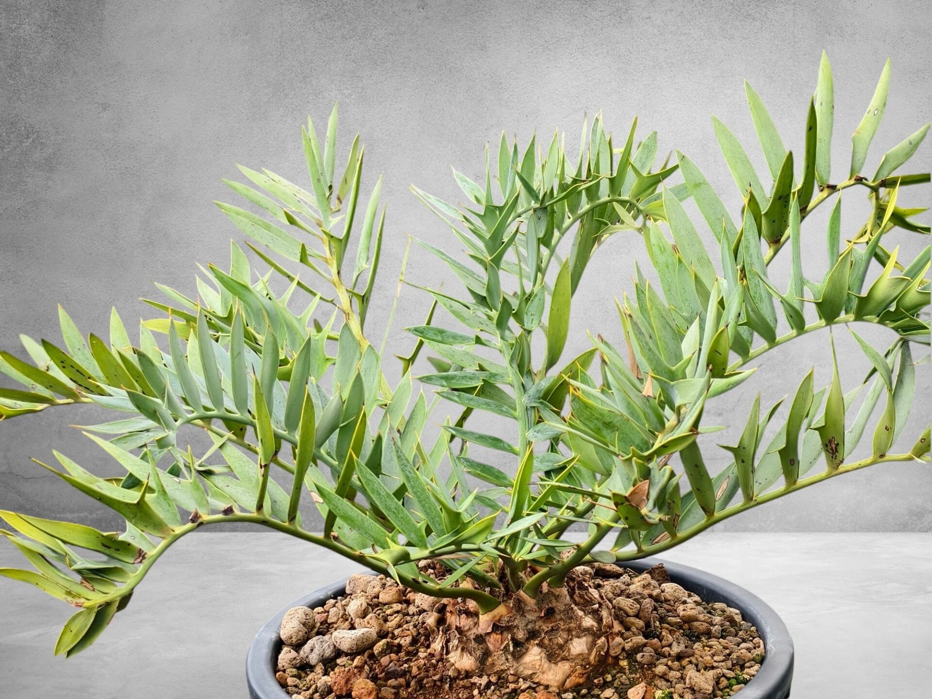 Encephalartos Horridus 008