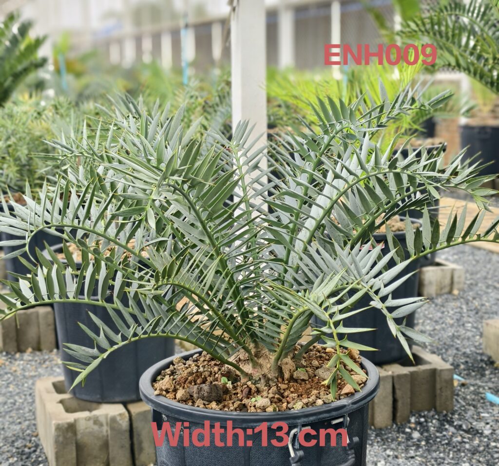 Encephalartos Horridus
