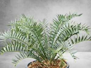 Encephalartos Horridus 009