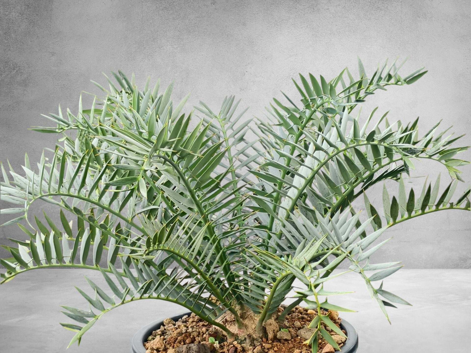 Encephalartos Horridus 009