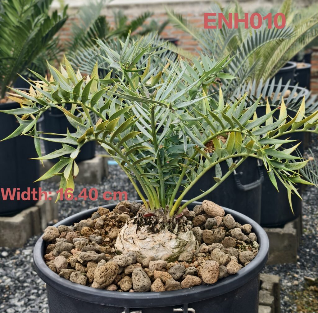 Encephalartos Horridus ENH010