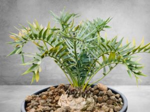 Encephalartos Horridus 010