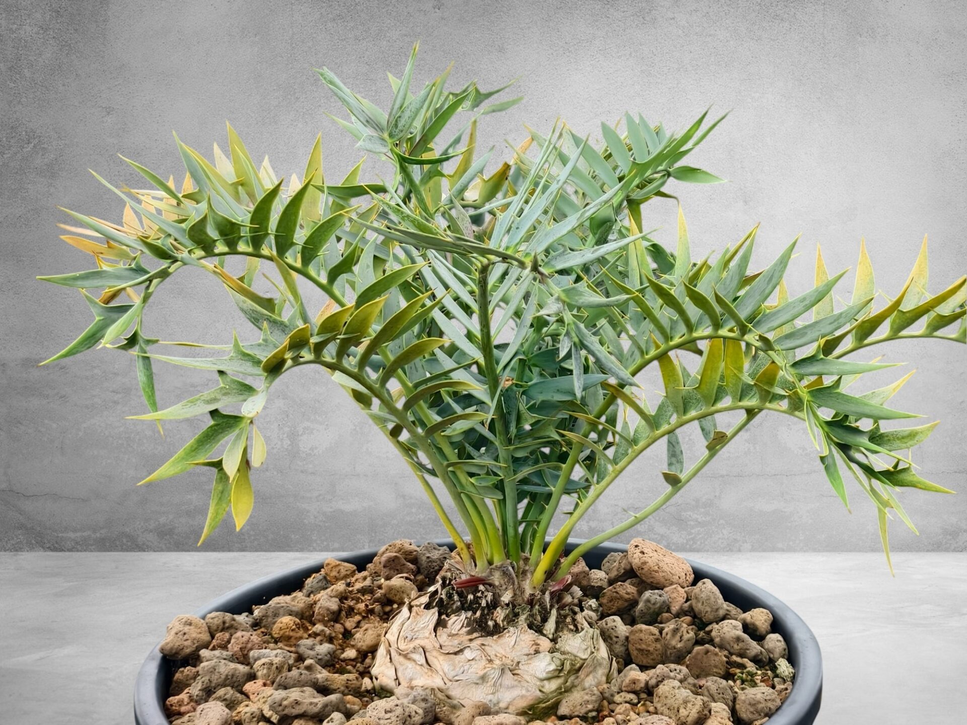 Encephalartos Horridus 010