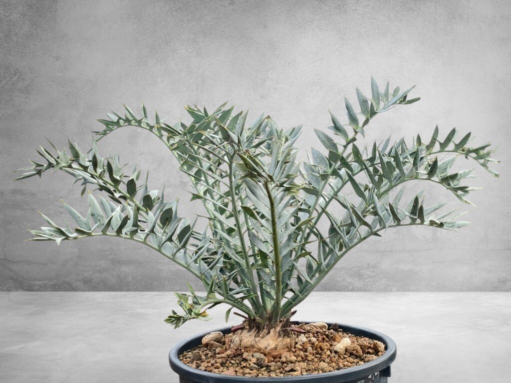 Encephalartos Horridus 011