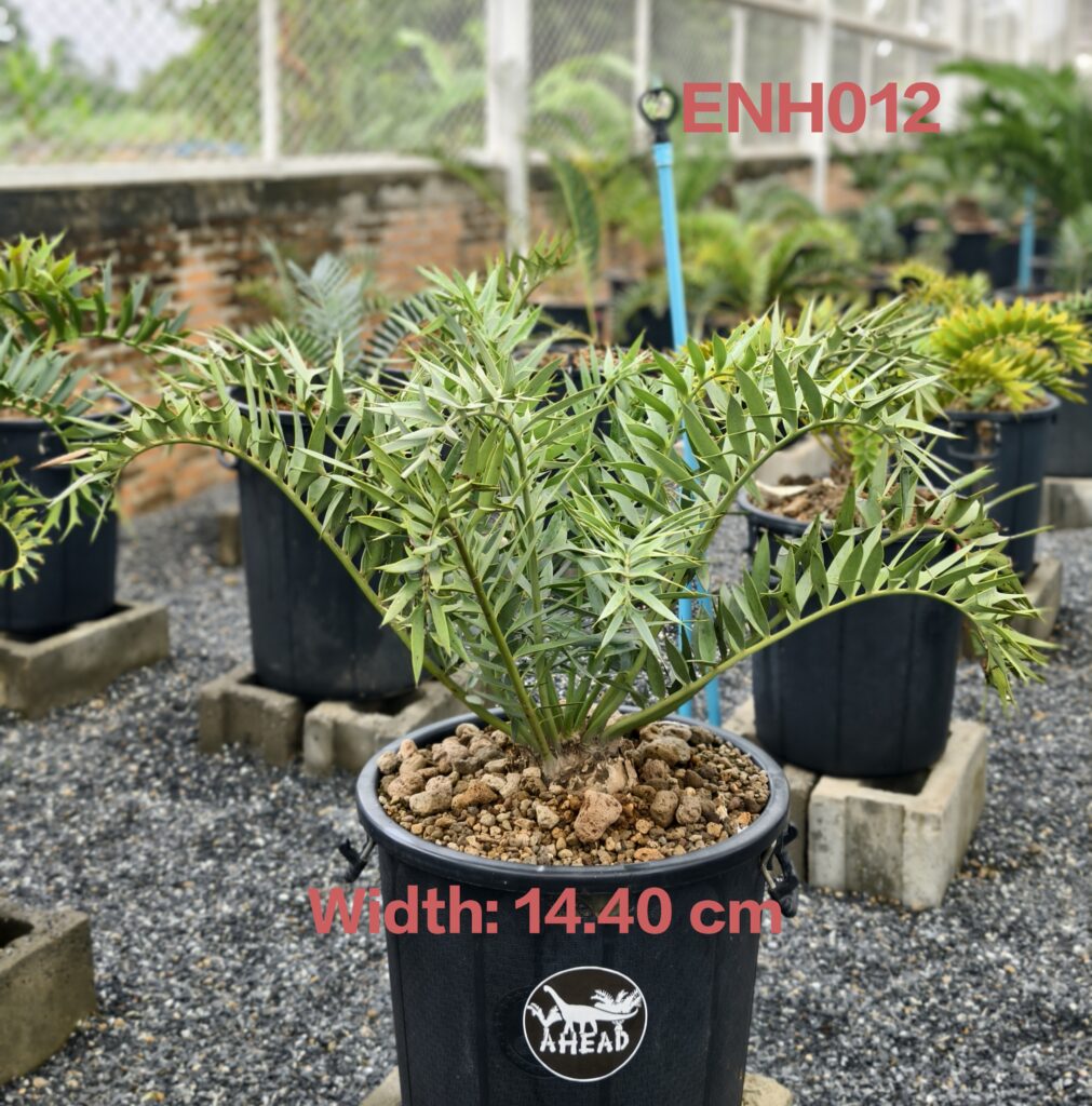 Encephalartos Horridus