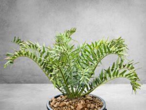 Encephalartos Horridus 012