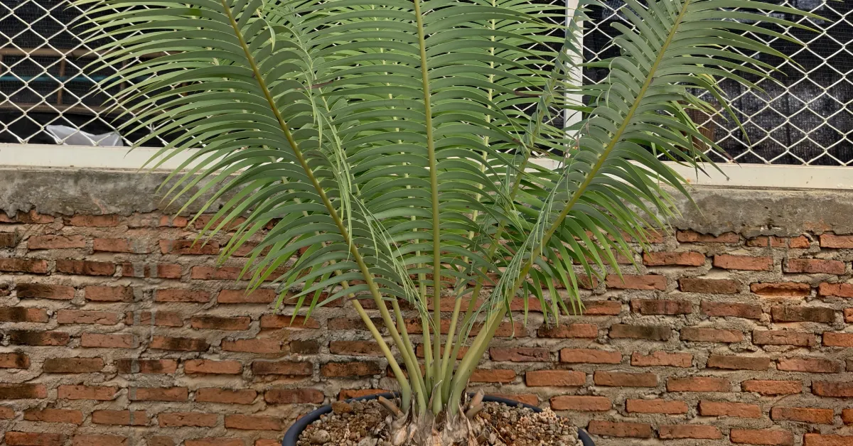 Encephalartos Inopinus 001