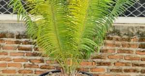 Encephalartos Inopinus 002