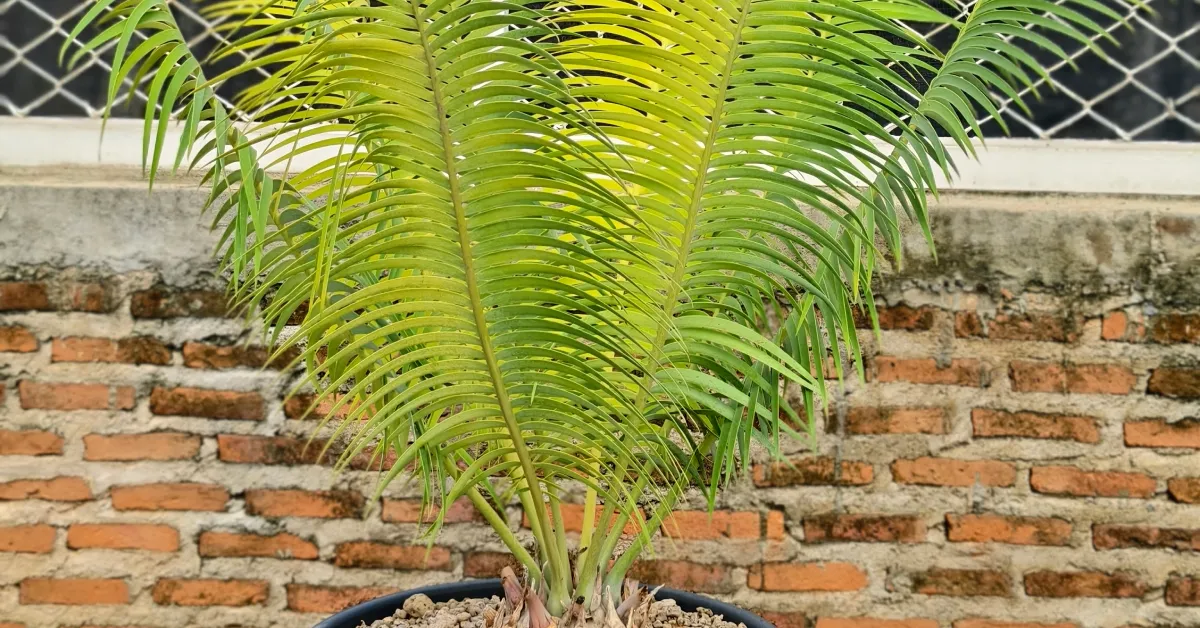 Encephalartos Inopinus 002