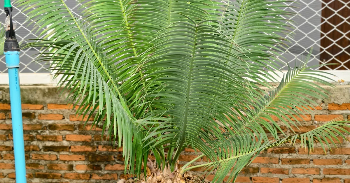 Encephalartos Inopinus 003