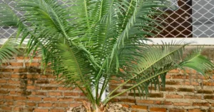 Encephalartos Inopinus 004