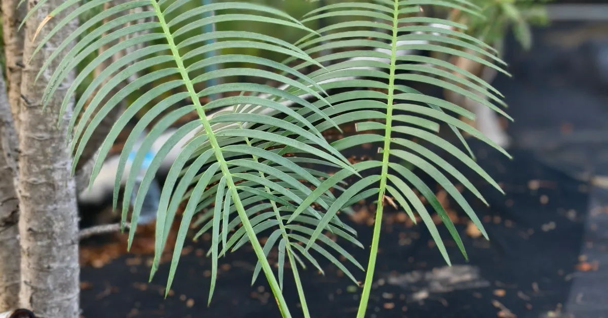 Encephalartos Inopinus 005