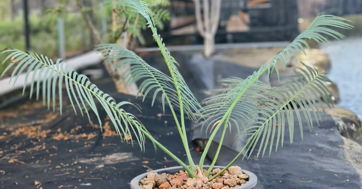 Encephalartos Inopinus 006