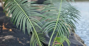Encephalartos Inopinus 007