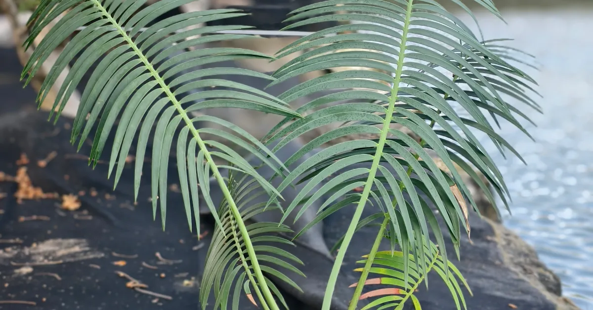 Encephalartos Inopinus 007