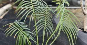 Encephalartos Inopinus 008