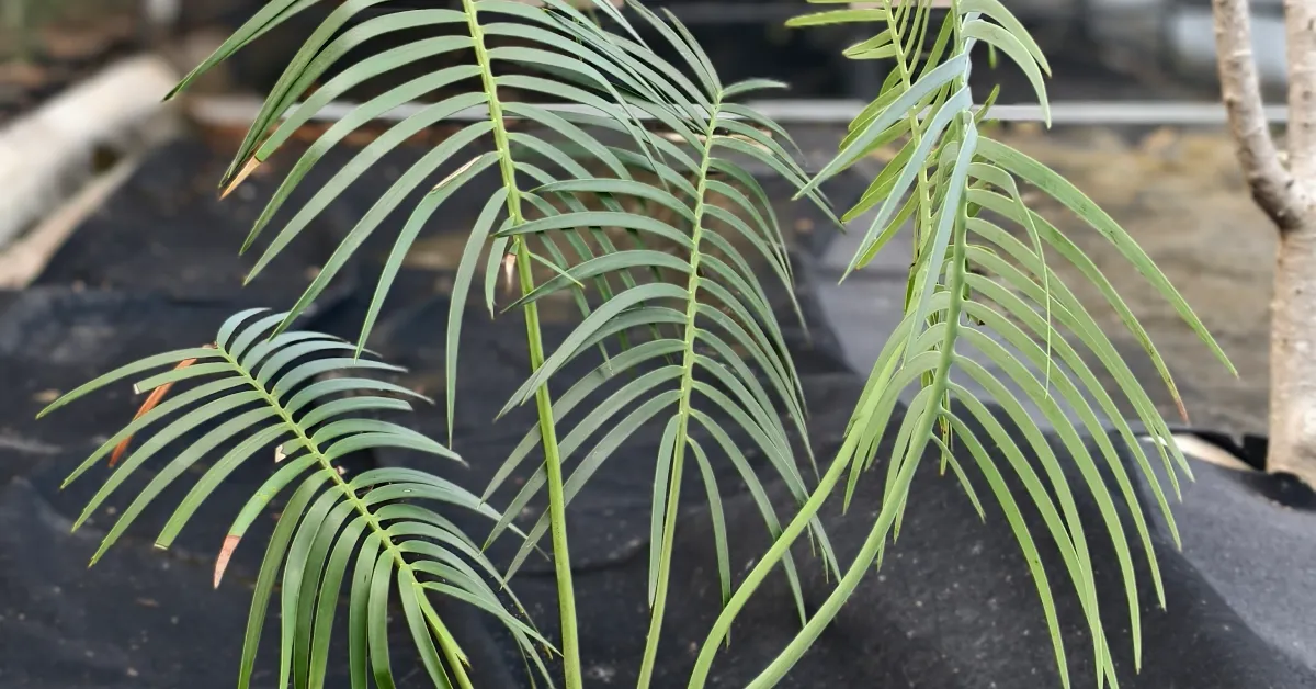 Encephalartos Inopinus 008