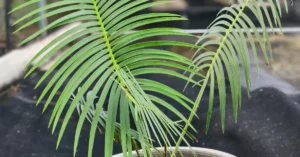 Encephalartos Inopinus 009