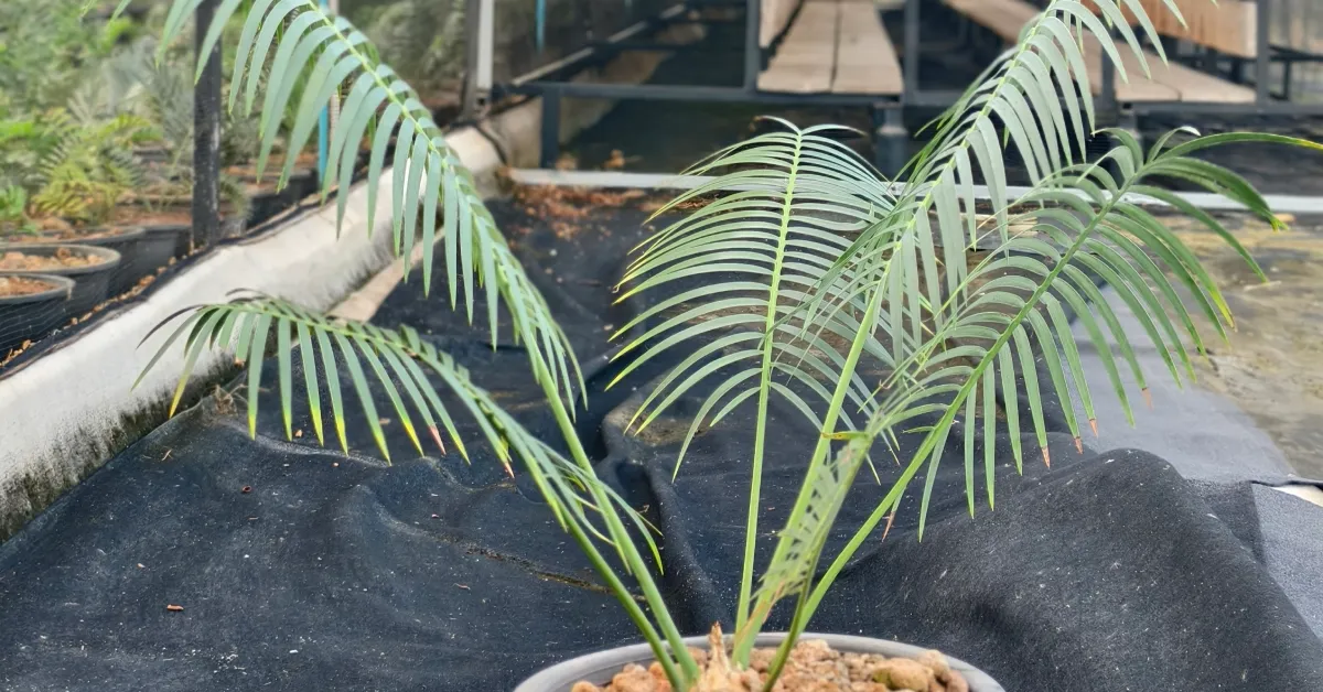 Encephalartos Inopinus 010