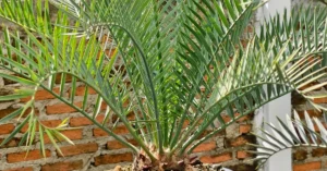 Encephalartos Lehmannii 001