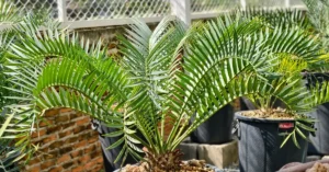 Encephalartos Lehmannii 002