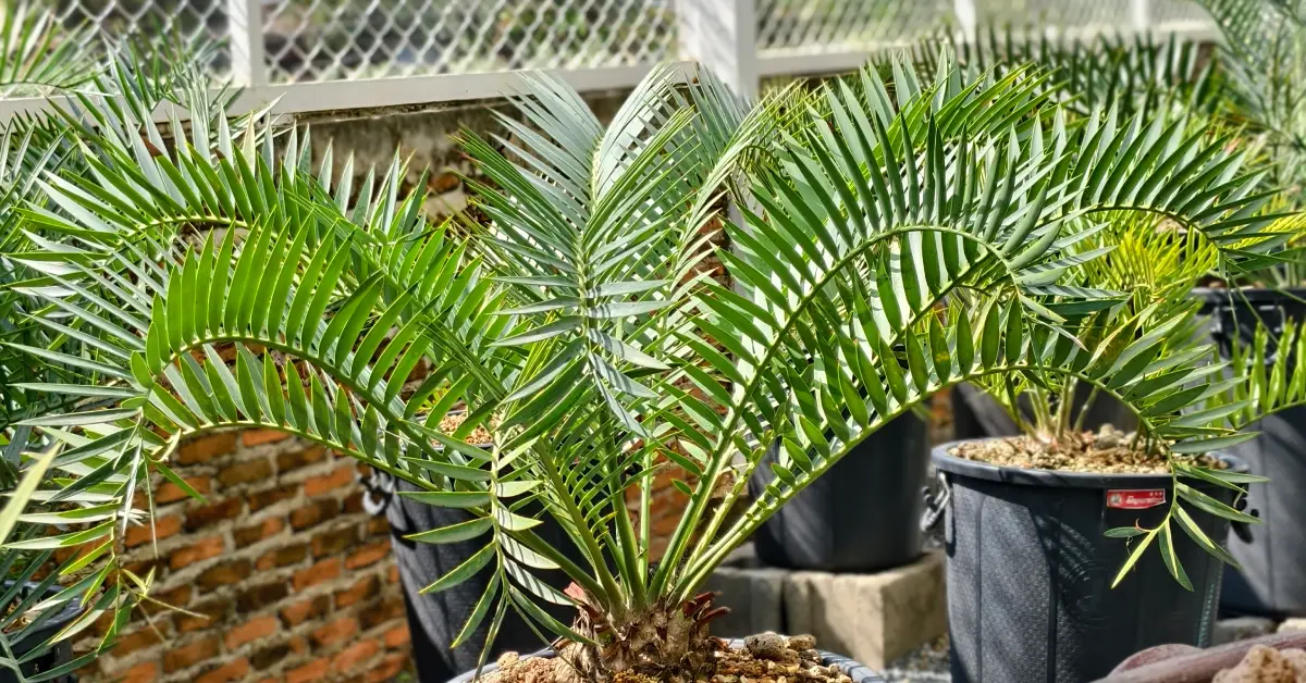 Encephalartos Lehmannii 002