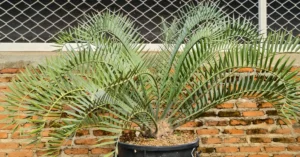 Encephalartos Lehmannii 003