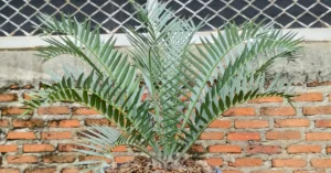 Encephalartos Lehmannii 004