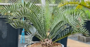 Encephalartos Lehmannii 005