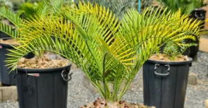 Encephalartos Lehmannii 007