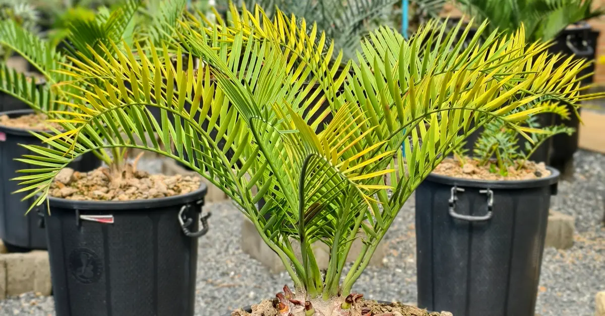 Encephalartos Lehmannii 007