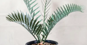 Encephalartos Lehmannii 008