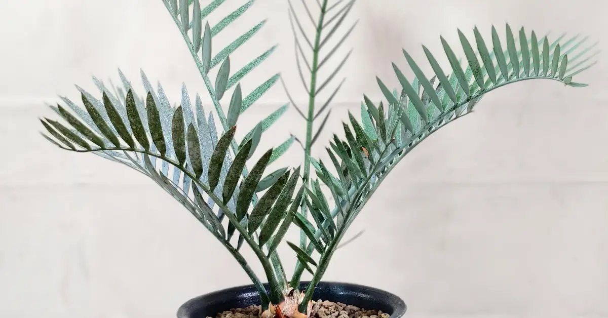 Encephalartos Lehmannii 008