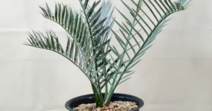 Encephalartos Lehmannii 009
