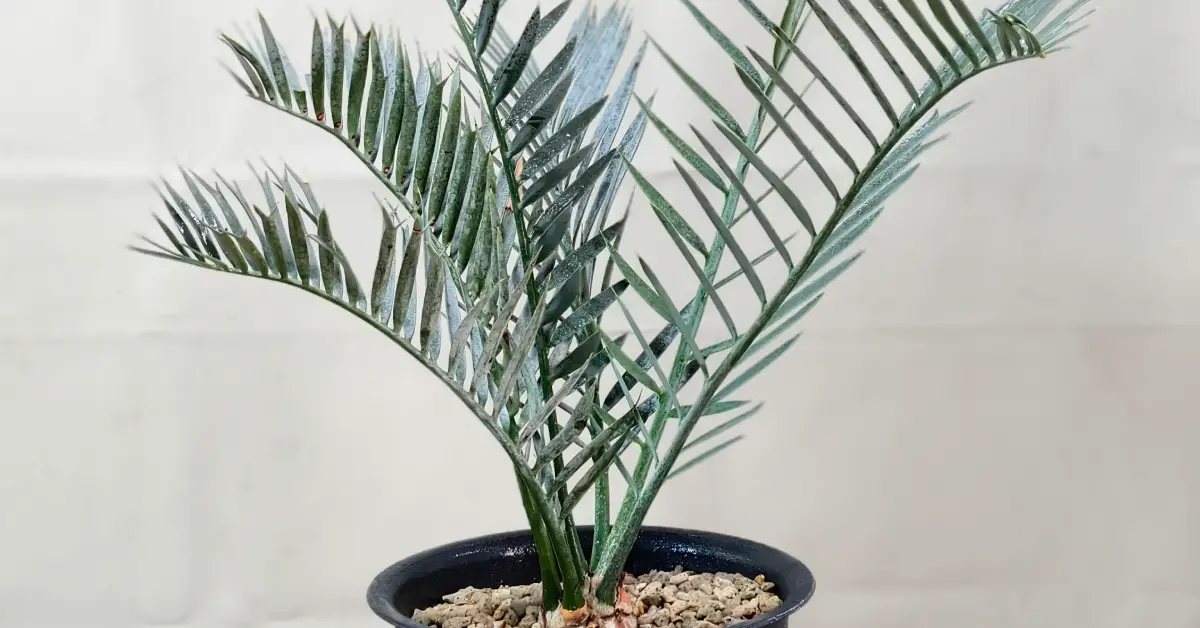 Encephalartos Lehmannii 009