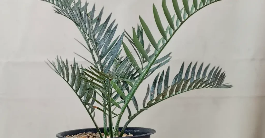 Encephalartos Lehmannii 010