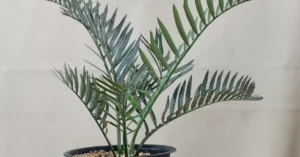 Encephalartos Lehmannii 010