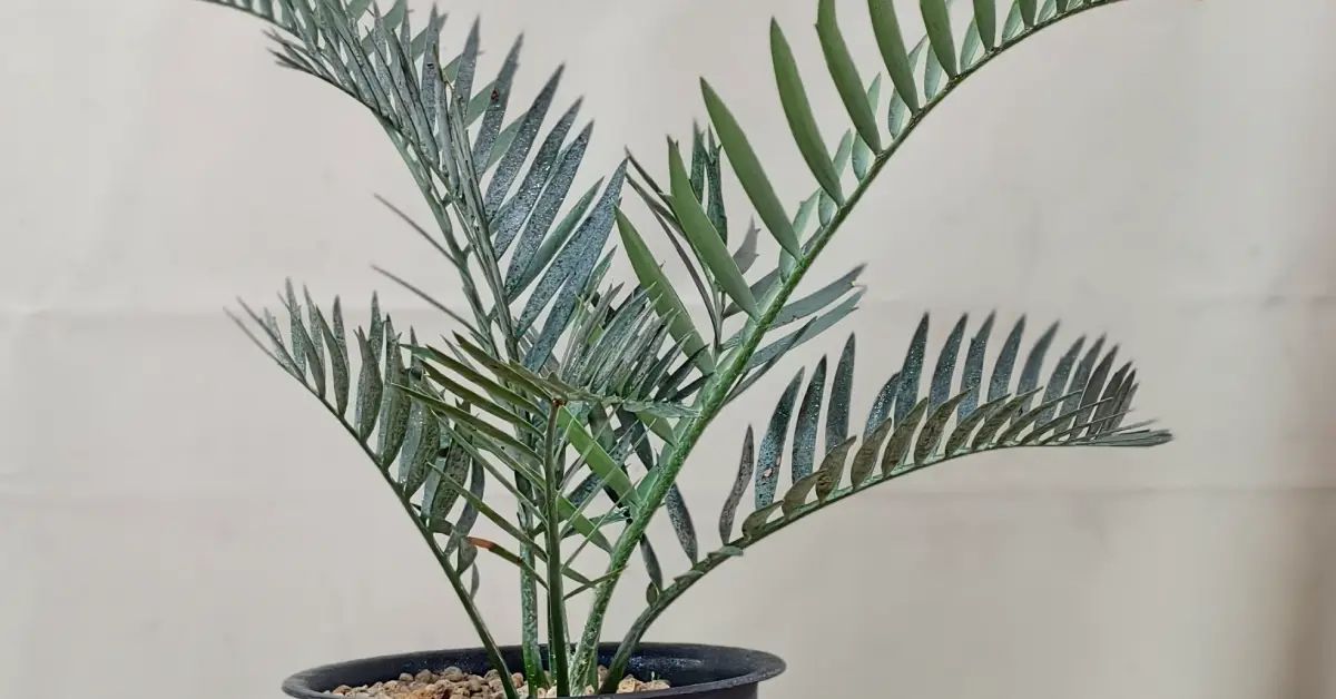 Encephalartos Lehmannii 010
