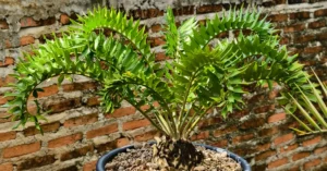 Encephalartos Latifron ENLT001