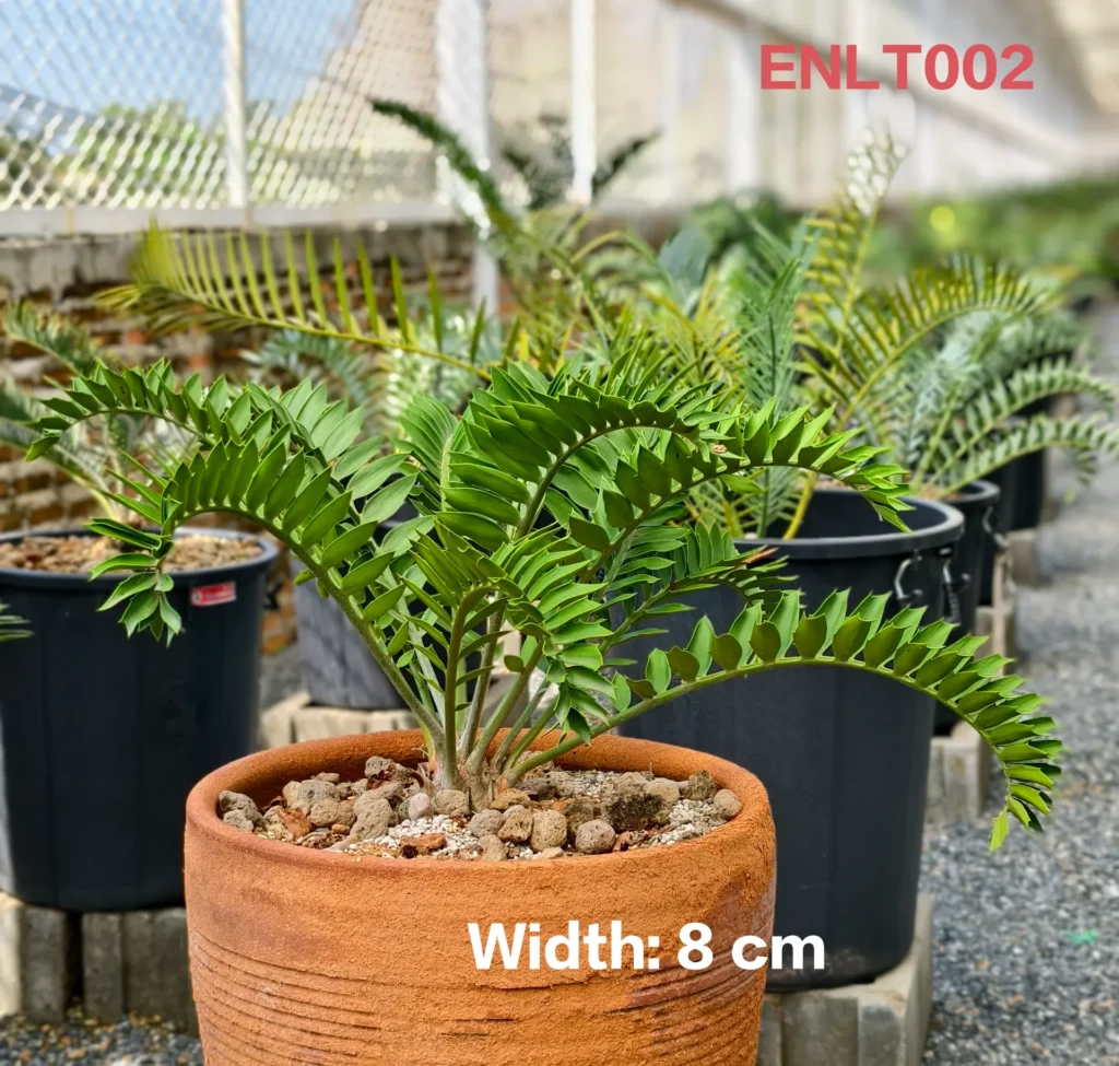 Encephalartos Latifron (ENLT002)